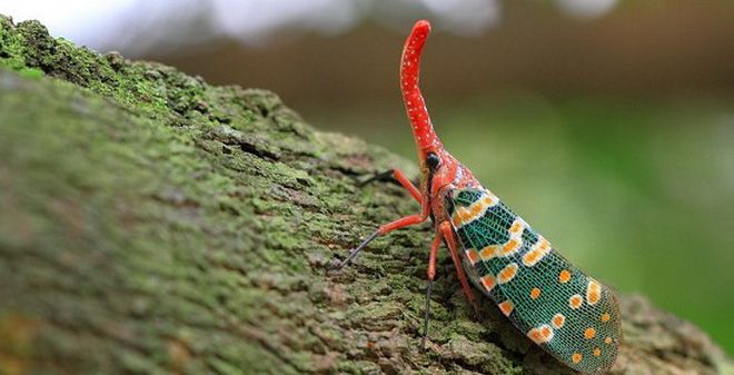 Đặc tính, công dụng, phương thuốc trị liệu của sủ kê