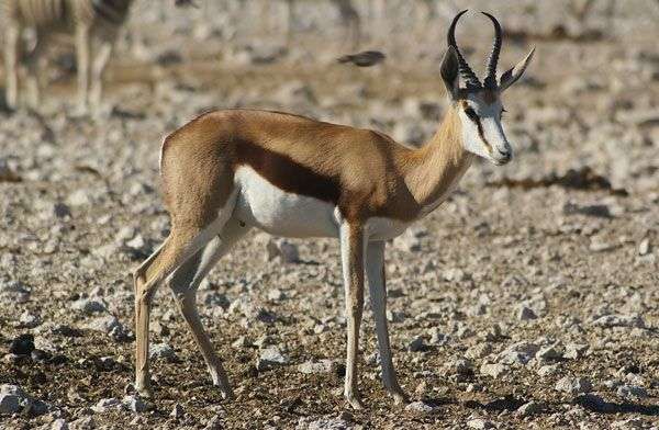 Đặc tính, công dụng của Sừng linh dương