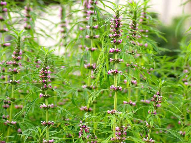 Đặc tính, công dụng, phương thuốc trị liệu của sung úy tử