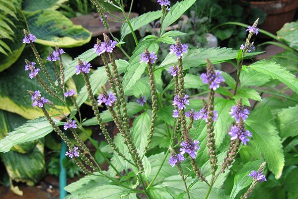 Tận Thảo - Đặc tính, công dụng và phương thuốc trị liệu