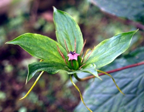 Tảo hưu - Đặc tính, công dụng và phương thuốc trị liệu