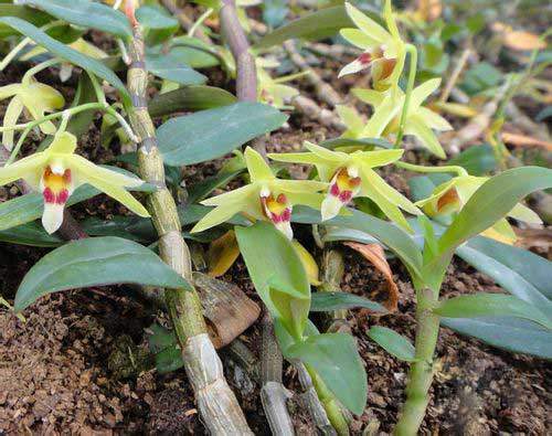 Đặc tính, công dụng của Thạch hộc