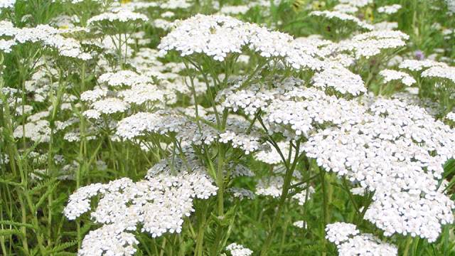 Đặc tính, công dụng, phương thuốc trị liệu của thi thực