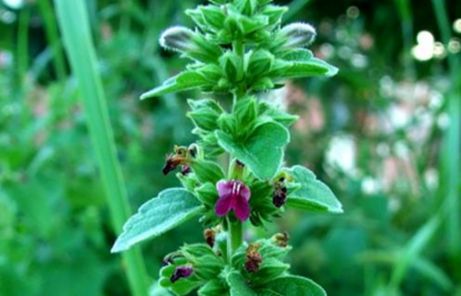 Đặc tính, công dụng của Thiến căn