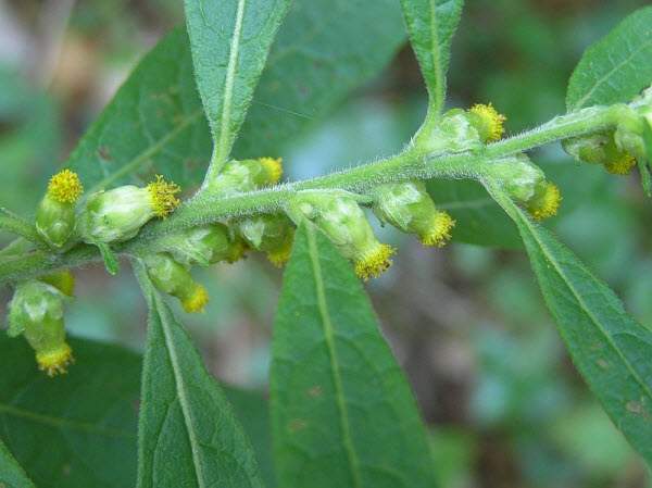 Đặc tính, công dụng, phương thuốc trị liệu của Thiên danh tinh