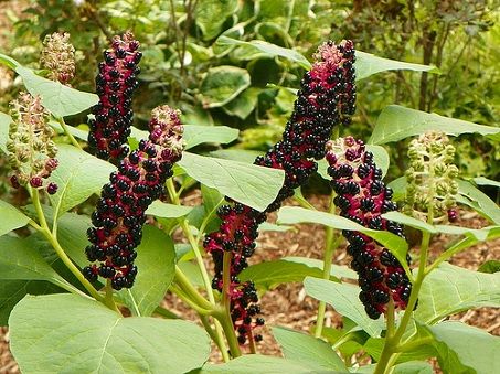 Thương lục - Đặc tính, công dụng và phương thuốc trị liệu