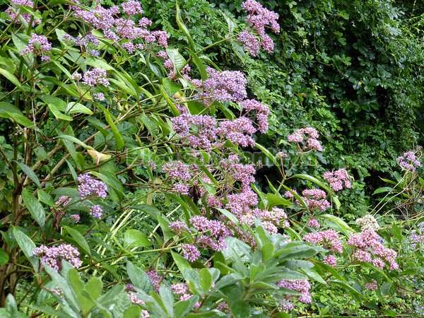 Thục tất - Đặc tính, công dụng và phương thuốc trị liệu