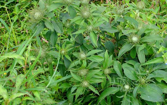 Bạch truật có công dụng gì? Dùng để trị bệnh gì?