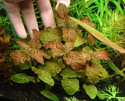 Đặc tính, công dụng của Thủy tô