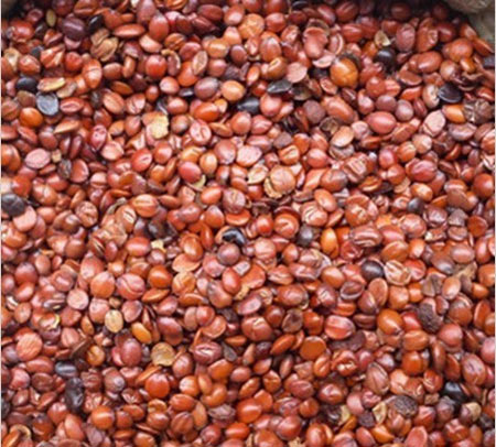 Đặc tính, công dụng, phương thuốc trị liệu của toan táo nhân