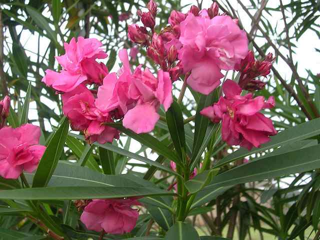 Cây độc gây hại cho tim bạn cần phải biết