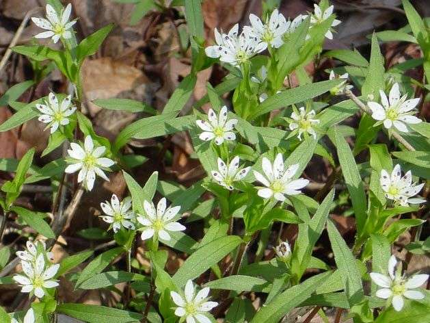 Đặc tính, công dụng của Tử sâm