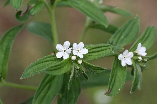 Đặc tính, công dụng của Tử thảo