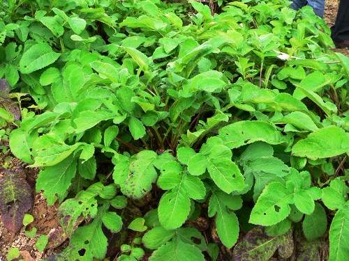 Sự phát triển của đông y trong trị liệu tổn thương xương cốt