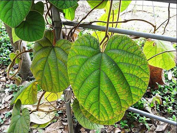 Lịch sử bệnh tiêu khát