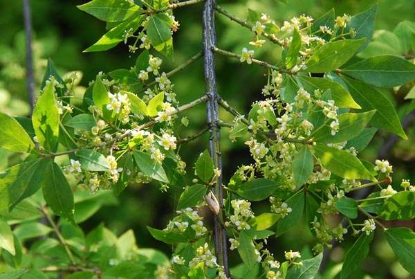 Đặc tính, công dụng của Vệ mâu