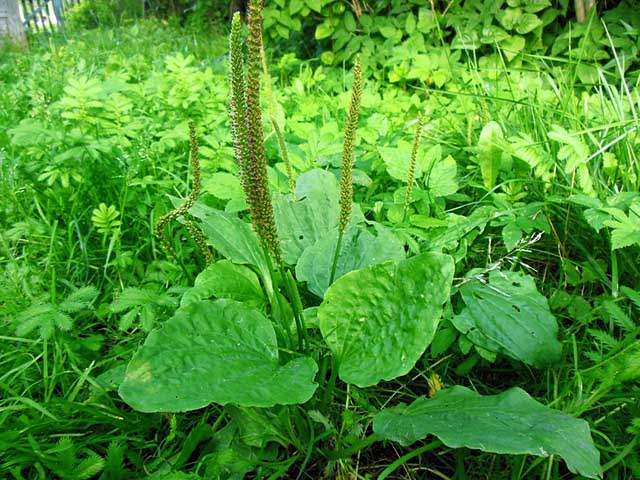 Đặc tính, công dụng, phương thuốc trị liệu của Xà tiền tử