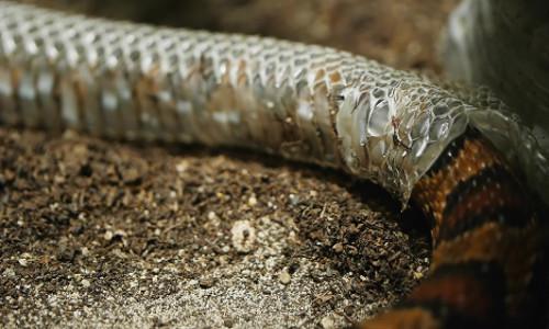 Tô tem rắn Trung Quốc thời cổ đại