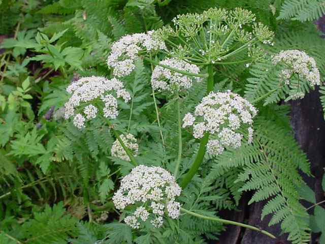 Công dụng của Xuyên Khung. Các bài thuốc trị bệnh có Xuyên Khung