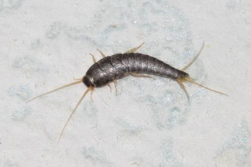 Đặc tính, công dụng, hương thuốc trị liệu của Y ngư