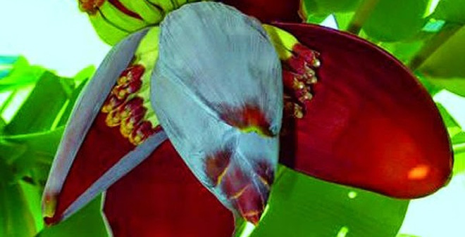 Băng huyết sau sinh và một số bài trà thuốc điều trị hiệu quả