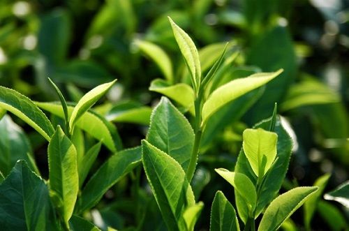 Các Vitamin có trong lá trà