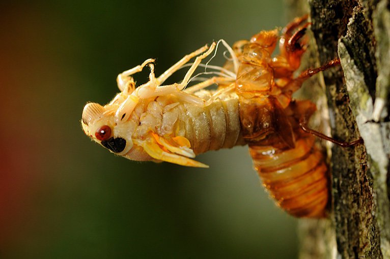 Điều trị viêm tai giữa bằng các loại trà thuốc