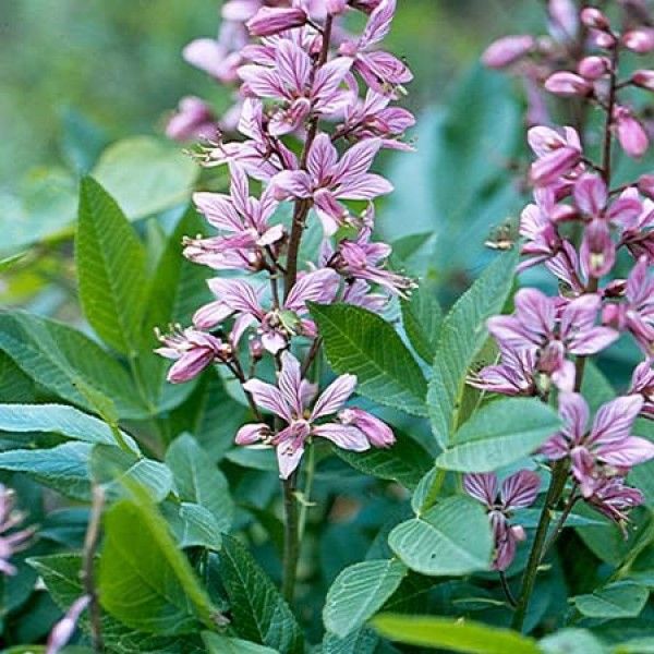 Đặc tính, công dụng của Bạch tiên