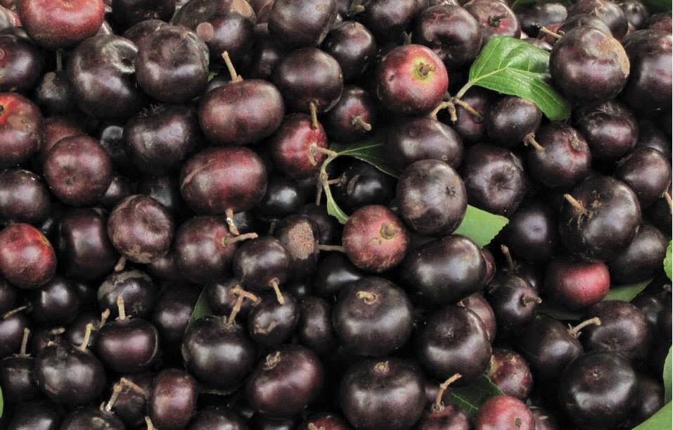 Cách làm món quả bồ quân nõn rau cải