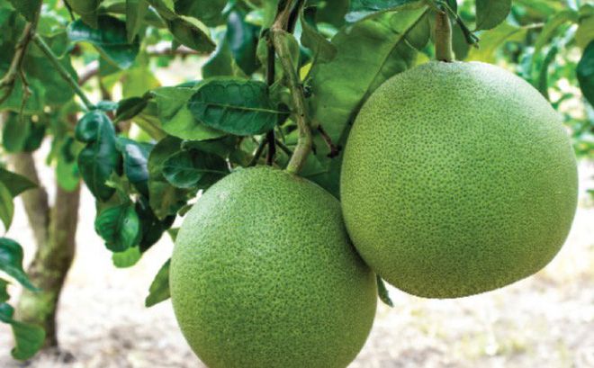 Công dụng của cây Bưởi