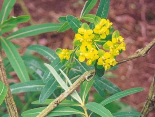 Cam toại - Đặc tính, công dụng và phương thuốc trị liệu