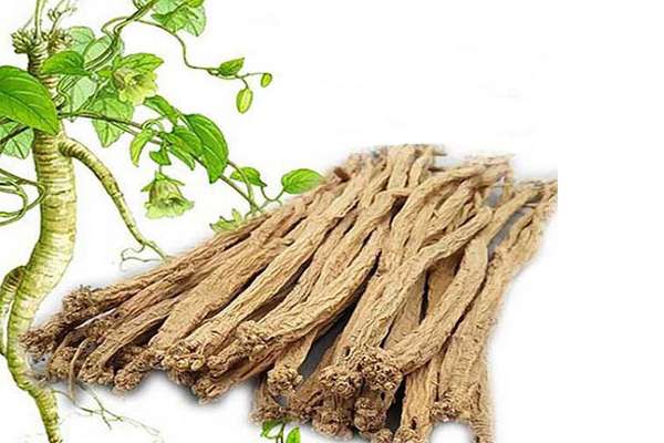 Tác dụng trị bệnh của Đảng sâm