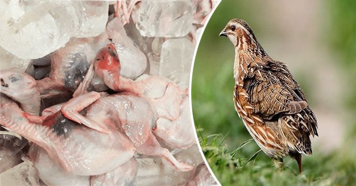 Cách làm món đậu đỏ hầm chim cút