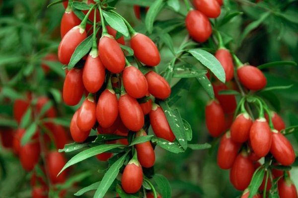 Hướng dẫn làm món đầu gà nấu kỷ tử