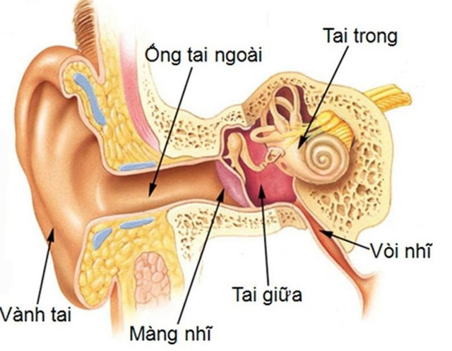 Thủng màng nhĩ điều trị như nào?