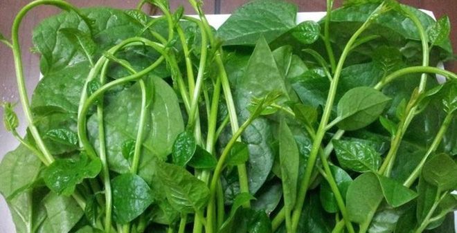 Chất dinh dưỡng trong rau mồng tơi