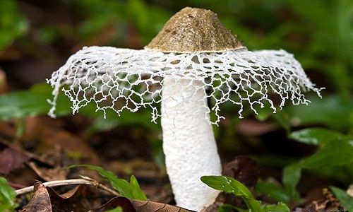 Chất dinh dưỡng trong nấm lưới