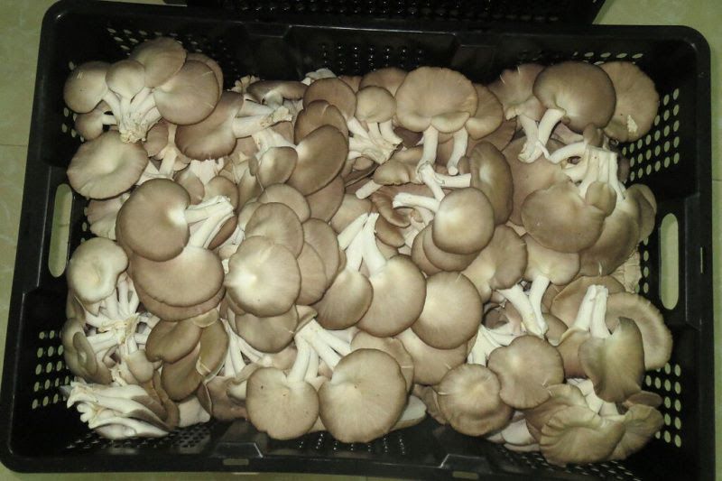 Chất dinh dưỡng trong Nấm sò