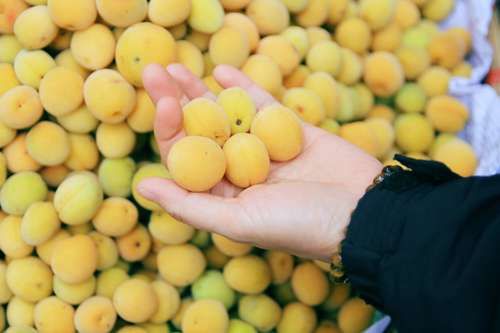 Mơ có tác dụng phòng chốn sự sinh sôi của các loại vi khuẩn gây bệnh