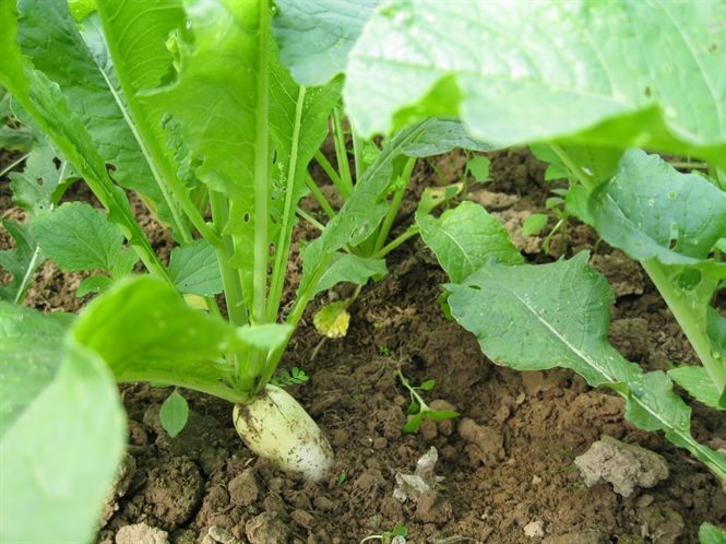 Chất dinh dưỡng trong rau cải củ