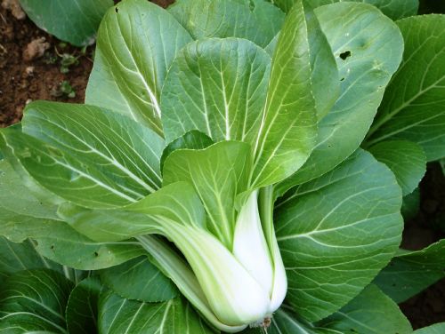 Chất dinh dưỡng trong rau cải xanh