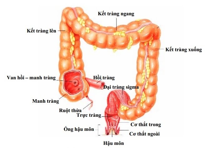 Phục hồi thành ruột và các dây thần kinh ruột già