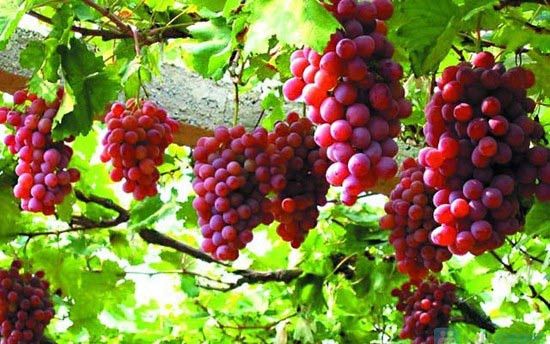 Nho tốt cho người bị dạ dày