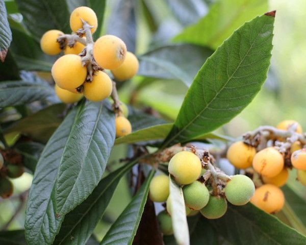 Qua tỳ bà tốt cho người bị dạ dày