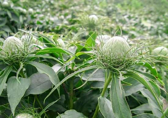 Tác dụng trị bệnh của Ư Truật