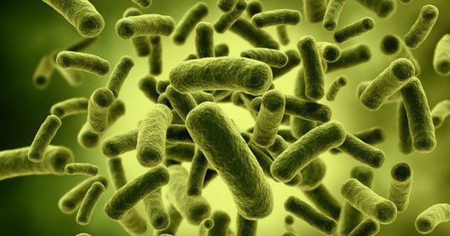 Có phải tất cả vi khuẩn đều có hại