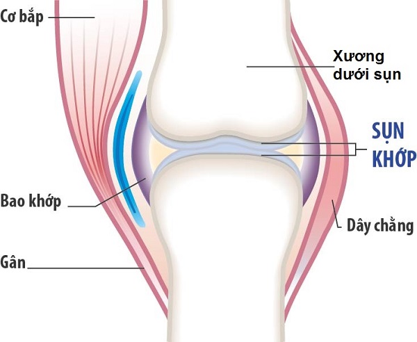 Quan niệm của Đông y về khớp